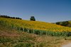 IMG_7597